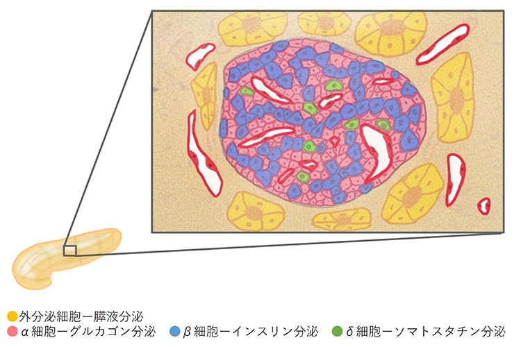糖尿病のイメージ写真
