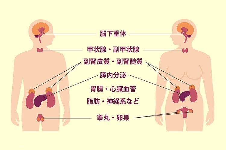 内分泌疾患のイメージ写真
